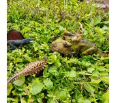 Sinoceratops Dinosaur Toy,  Cool Plastic Dinosaur Animal Figures, Birthday Cake Toppers, Party Favors, for Kids 3-12 Years Old