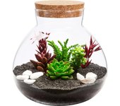 Terrario de Cristal Redondo con Corcho suculento terrario jarrón Mensaje Botella Deseo portaplantas de Aire Caja de Galletas para Plantas suculentas Aire Plantas