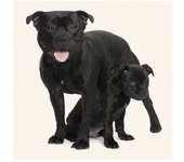MAGNET & STEEL Tarjeta Staffie y Cachorro