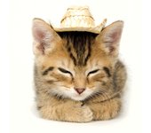 MAGNET & STEEL Tarjeta Gatito con Sombrero