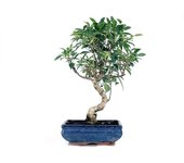 Bonsai Ficus Retusa Tiger Bark - 10 años - Foto genérica BonsaiGranada