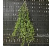 1PC Artificial Hanging Green Plants Fake Rattan Wall Hanging Plastic Vine for Home Garden Restaurant Decoration Soft Landscaping