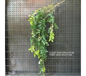 1PC Artificial Hanging Green Plants Fake Rattan Wall Hanging Plastic Vine for Home Garden Restaurant Decoration Soft Landscaping
