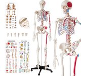 Tectake - Esqueleto anatómico con musculatura y huesos  Modelo anatómico detallado de esqueleto humano, tamaño 180 cm  Con los músculos coloreados y descripción de los huesos  Brazos y piernas desmontables