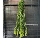 1PC Artificial Hanging Green Plants Fake Rattan Wall Hanging Plastic Vine for Home Garden Restaurant Decoration Soft Landscaping