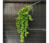 1PC Artificial Hanging Green Plants Fake Rattan Wall Hanging Plastic Vine for Home Garden Restaurant Decoration Soft Landscaping