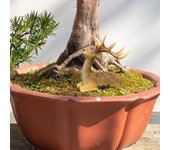 Deer Sculpture Decorative Display Lovely Resin Sika Deer Statue Ornament Mini Animal Statue for Park Lawn Multifunctional