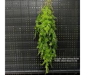 1PC Artificial Hanging Green Plants Fake Rattan Wall Hanging Plastic Vine for Home Garden Restaurant Decoration Soft Landscaping