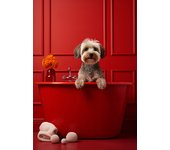 Cute and Funny Poster Cow on a Toilet Canvas Painting Bubble Bath and Wine Prints Black and White Wall Art Home Bathroom Decor
