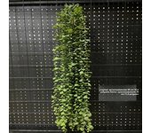 1PC Artificial Hanging Green Plants Fake Rattan Wall Hanging Plastic Vine for Home Garden Restaurant Decoration Soft Landscaping