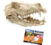 Aquanova - Craneo de Perro Artificial para Decorar Acuarios y Terrarios - Resina de Alta Calidad - Tamaño 27x13x13,5cm
