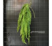 1PC Artificial Hanging Green Plants Fake Rattan Wall Hanging Plastic Vine for Home Garden Restaurant Decoration Soft Landscaping