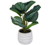 Maranta Geom con maceta cemento, 45 cm de alto