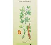 Bequisa Trigonella 100 ml