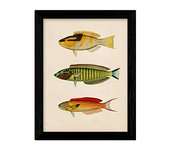 Nacnic - Lámina De Tres Peces Amarillo, Negro, Verde, Rojo, Azul Y Naranja En Fondo Papel Vintage - Poster Papel 250 Gr Alta Calidad