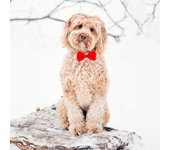 MAGNET & STEEL Tarjeta Labradoodle con Pajarita