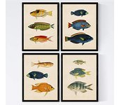 Nacnic - Láminas de Peces Coloridos Vintage - Caribe - Composición de 12 Peces - Papel Antiguo