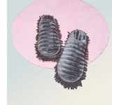 Multifunction Floor Dust Cleaning Slippers Shoes Lazy Mopping Shoes Mop Caps House Home Clean Cover Wipe Shoes Cleaning Tools