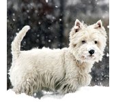 MAGNET & STEEL Tarjeta Westie en la Nieve