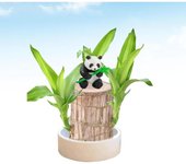 Planta de madera brasileña, planta en maceta de madera de la suerte de Brasil, planta hidropónica de madera brasileña, madera de la suerte brasileña, mini madera de Brasil con bandeja de plástico para decoración de escritorio (A)