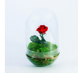 Rosa amor eterno