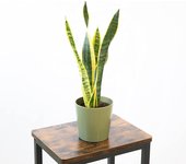 Planta natural sansevieria trifasciata lengua de suegra de interior o exterior en maceta ø12 cm