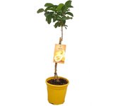 Guayaba limón m23 100-120cm