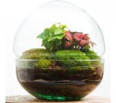 Terrario de plantas naturales jardín eterno en cúpula de cristal de 20 x 18 cm formado por hiedra y fittonia roja