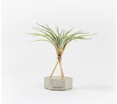 Planta de aire velickiana con hexágono de hormigón y varillas de madera