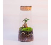 Terrario de plantas naturales jardín eterno en botella de 16 x 30 cm con formado por ficus gingseng