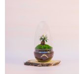 Terrario de plantas naturales jardín eterno en cúpula de cristal de 26 x 12 cm formado por ficus gingseng y fittonia