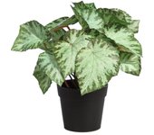 Smply. - planta artificial singonio variegata - alto: 25cm - en maceta - decoración de interior y exterior - ideal en tu hogar y oficina