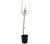 Peral peretero m25 100cm