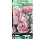 Rosal trepador queen elizabeth m20 180cm (rosa)