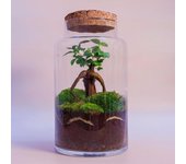 Terrario de plantas naturales jardín eterno en botella de 18 x 30 cm formado por ficus gingseng