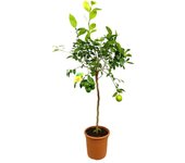 Limonero meyer m27 100-130cm